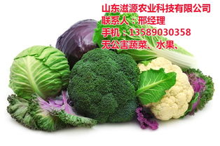 滋源农业 淄博无公害蔬菜批发新选择，新鲜直达餐桌