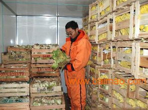 兰州蔬菜批发枢纽 市场、商家与新鲜保障