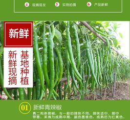 新鲜线椒批发指南 尖椒、青椒、二荆条一站式采购，坏椒包赔保障