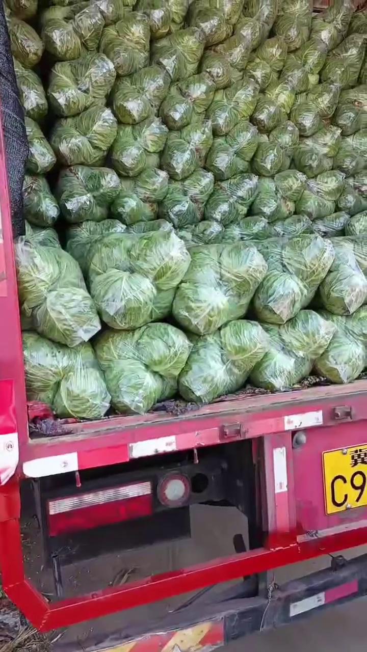 当季新品包菜绿甘蓝包菜产地直发 量大从优 各种蔬菜都有
